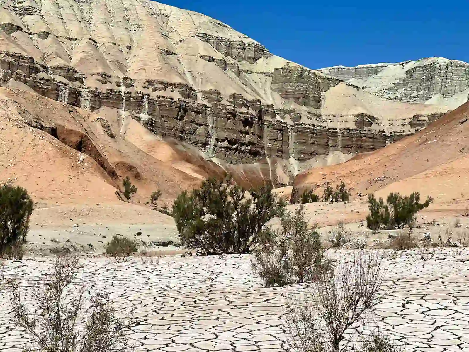 Cracked dry clay canyon floor with desert shrubs beneath the layered White Mountains
